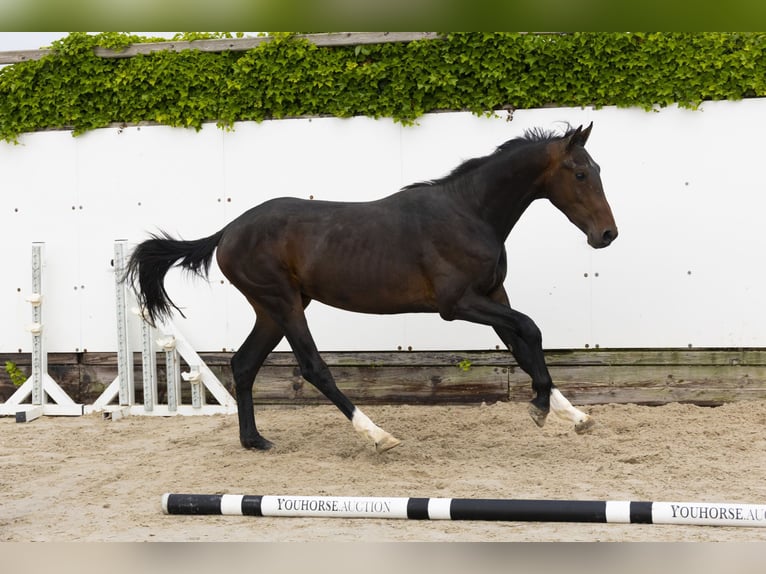 Zangersheider Stallion 2 years 15 hh Bay-Dark in Waddinxveen