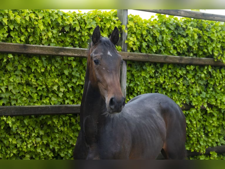 Zangersheider Stallion 2 years 15 hh Bay-Dark in Waddinxveen