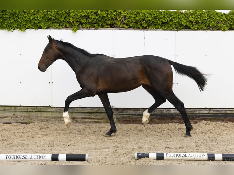 Zangersheider Stallion 2 years 15 hh Bay-Dark in Waddinxveen