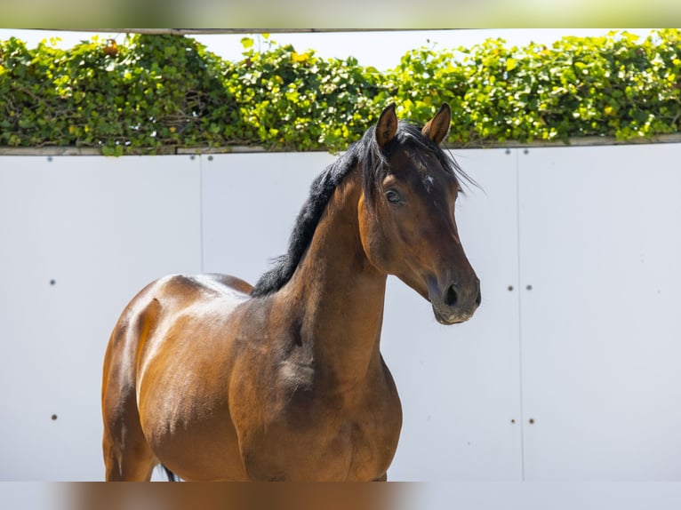 Zangersheider Stallion 2 years 15 hh Brown in Waddinxveen