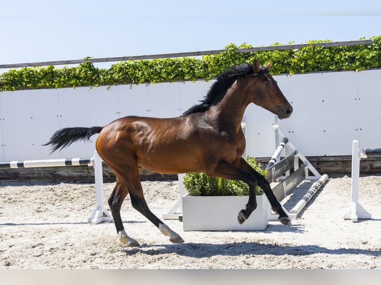 Zangersheider Stallion 2 years 15 hh Brown in Waddinxveen