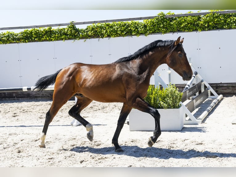 Zangersheider Stallion 2 years 15 hh Brown in Waddinxveen