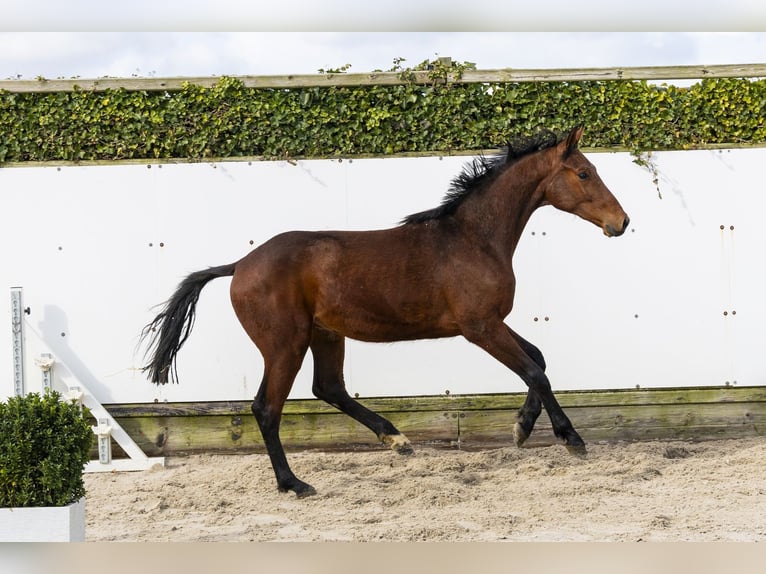 Zangersheider Stallion 2 years 15 hh  in Waddinxveen