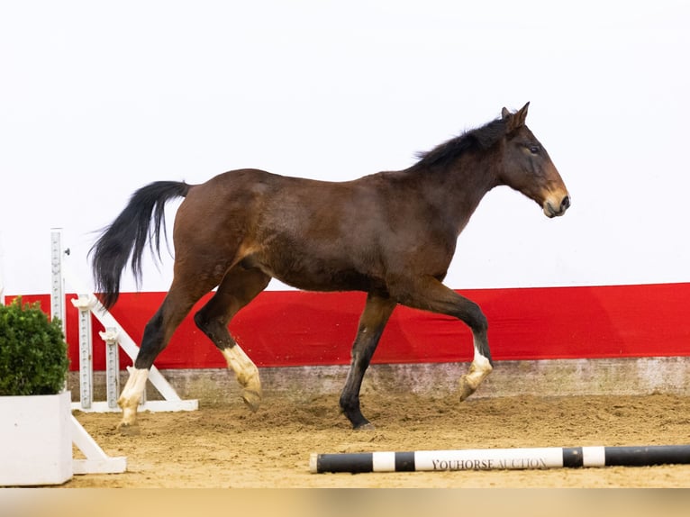 Zangersheider Stallion 2 years 15,1 hh Brown in Waddinxveen