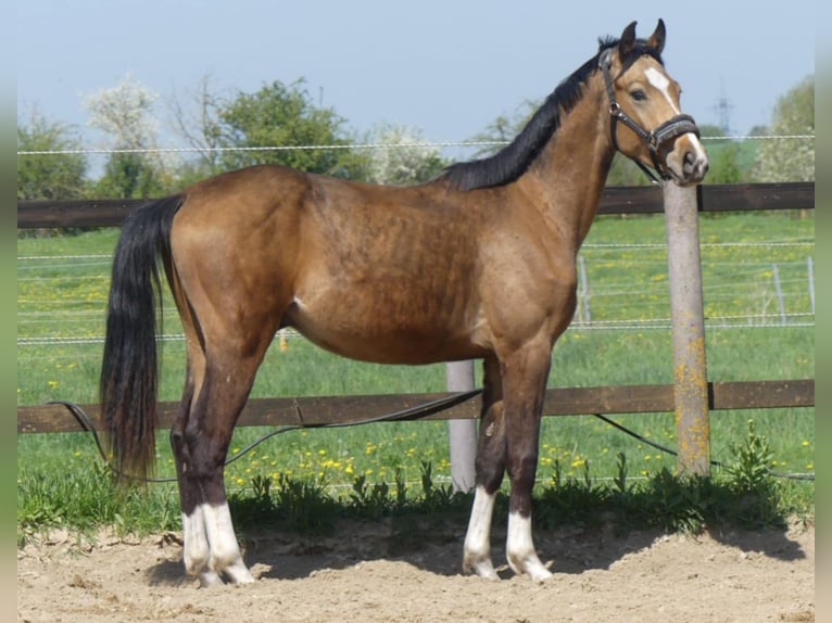 Zangersheider Stallion 2 years 15,2 hh Buckskin in Mücheln (Geiseltal)Mücheln