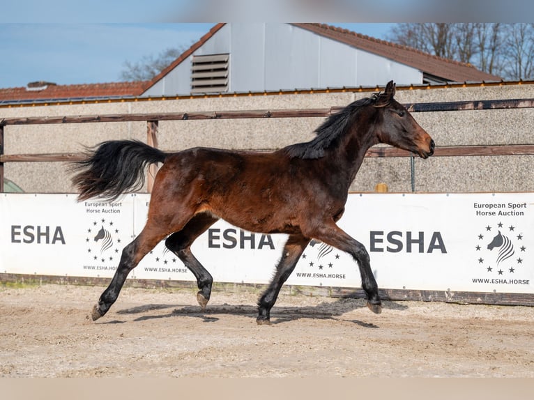 Zangersheider Stallion 2 years 15,2 hh  in GROTE-BROGEL