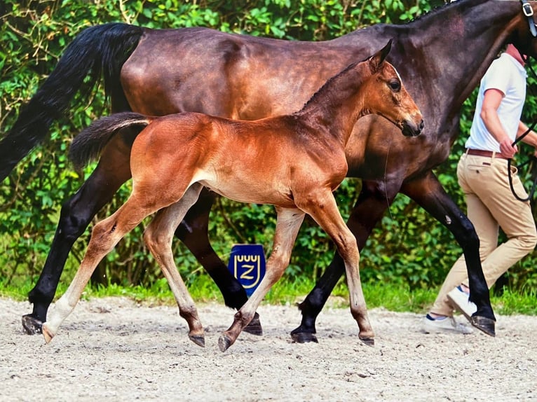 Zangersheider Stallion 2 years 15,2 hh Smoky-Black in Heusden-ZolderHeusden
