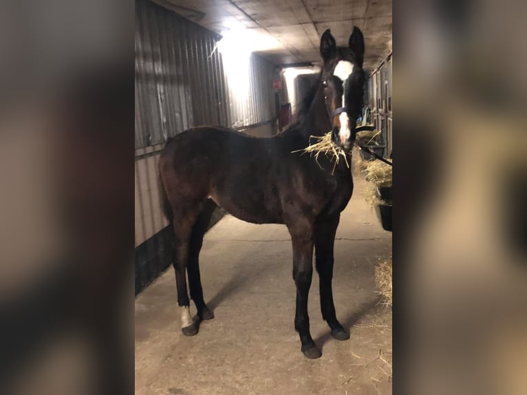 Zangersheider Stallion 2 years 15,2 hh Smoky-Black in Heusden-ZolderHeusden