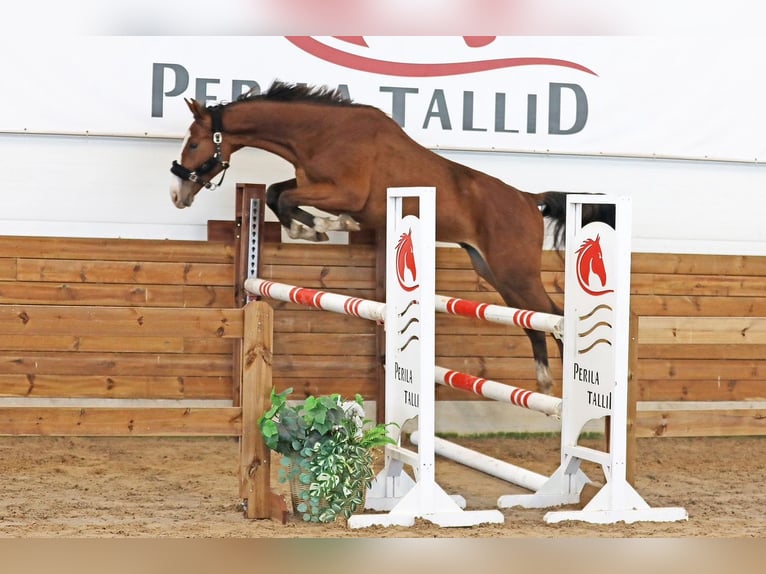 Zangersheider Stallion 2 years 15,3 hh Bay in Lagedi