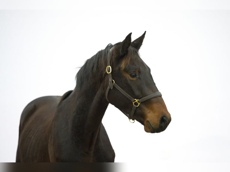 Zangersheider Stallion 2 years 15,3 hh Smoky-Black in Waddinxveen