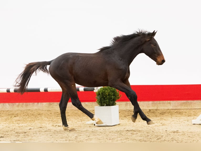 Zangersheider Stallion 2 years 15,3 hh Smoky-Black in Waddinxveen