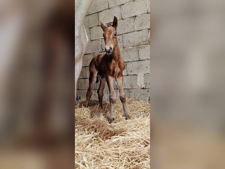 Zangersheider Stallion 2 years 16.1 hh Brown in Schnega Schnega