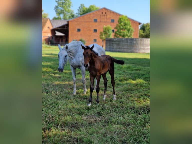 Zangersheider Stallion 2 years 16.1 hh Brown in Schnega Schnega