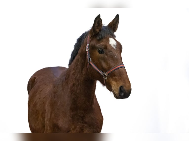 Zangersheider Stallion 2 years 16,2 hh Brown in Waddinxveen