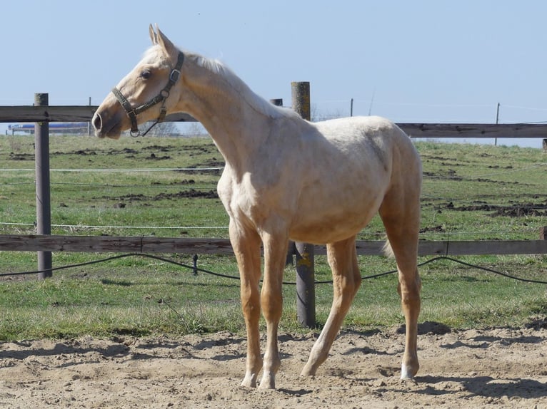 Zangersheider Stallion 2 years 16.2 hh Palomino in Mücheln (Geiseltal)
