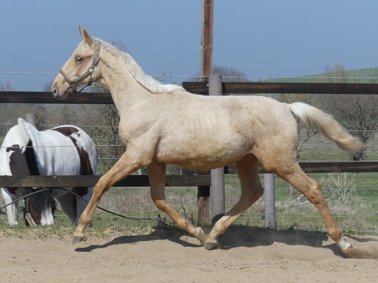 Zangersheider Stallion 2 years 16.2 hh Palomino in Mücheln (Geiseltal)