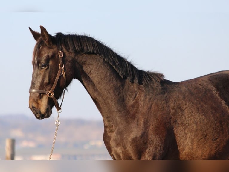 Zangersheider Stallion 2 years 16,2 hh Smoky-Black in Dobromierz