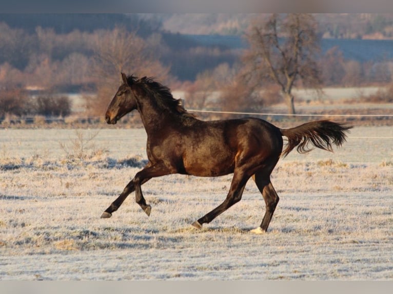 Zangersheider Stallion 2 years 16,2 hh Smoky-Black in Dobromierz