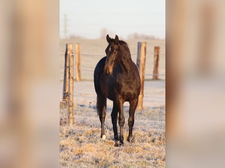 Zangersheider Stallion 2 years 16,2 hh Smoky-Black in Dobromierz