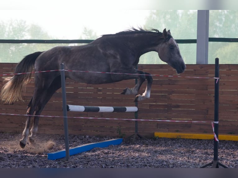 Zangersheider Stallion 2 years 16.3 hh Chestnut in Puszcza Mariańska