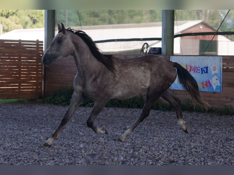 Zangersheider Stallion 2 years 16.3 hh Chestnut in Puszcza Mariańska