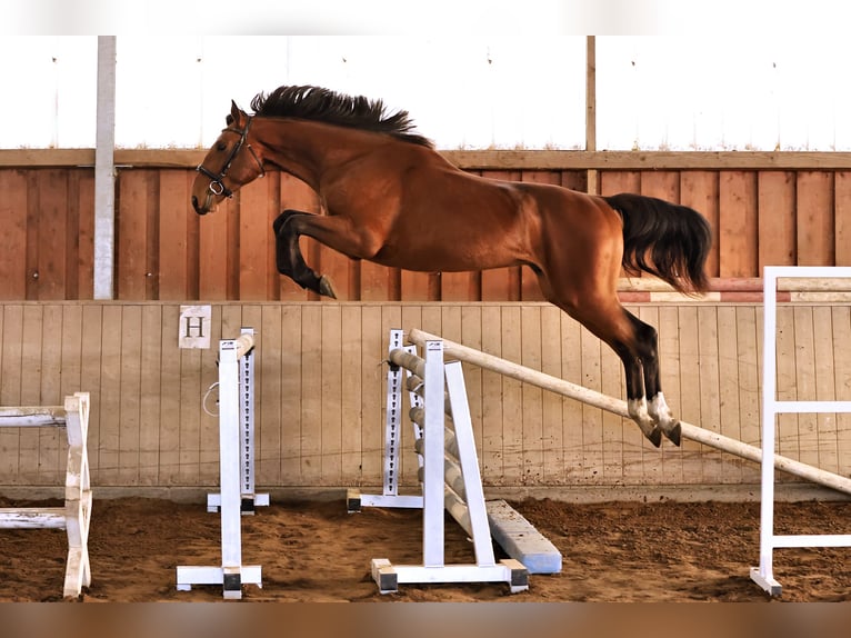 Zangersheider Stallion 2 years 16,3 hh in Brandenburg an der Havel