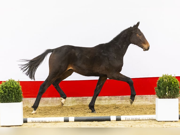 Zangersheider Stallion 2 years 16 hh Bay-Dark in Waddinxveen