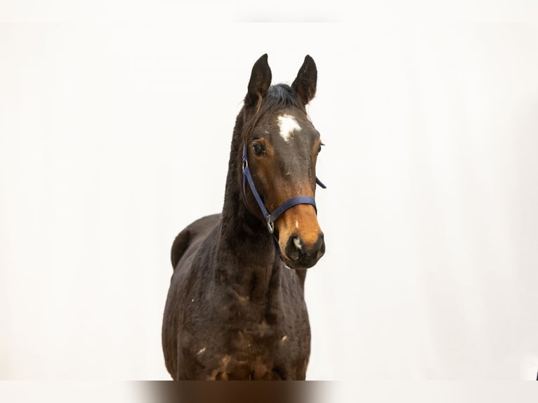 Zangersheider Stallion 2 years 16 hh Bay-Dark in Waddinxveen