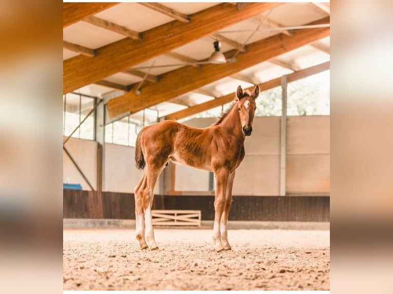 Zangersheider Stallion 2 years 16 hh Bay in Lummen