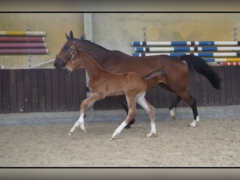 Zangersheider Stallion 2 years 16 hh Bay in Lummen