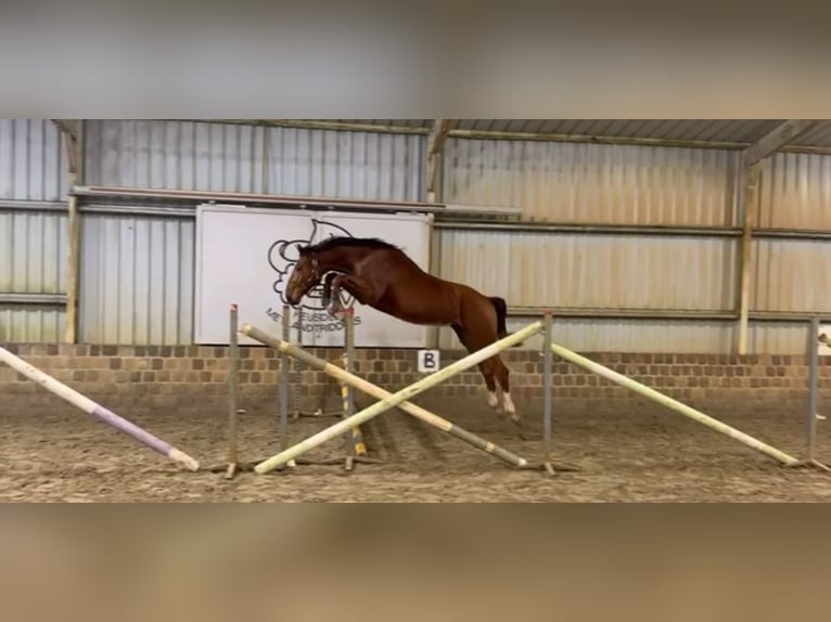 Zangersheider Stallion 2 years 16 hh Bay in Lummen