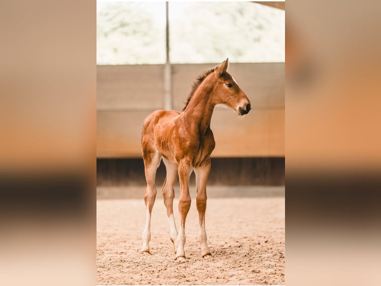 Zangersheider Stallion 2 years 16 hh Bay in Lummen