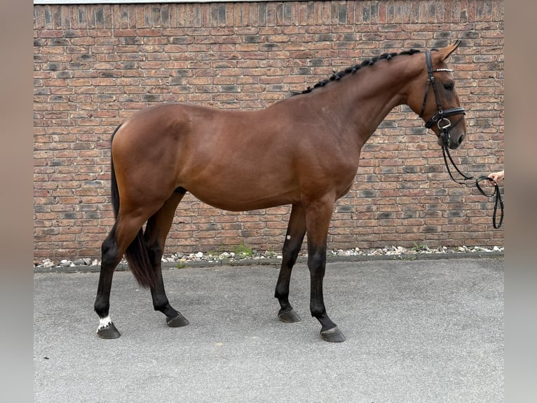 Zangersheider Stallion 2 years 16 hh Brown in Niederkassel