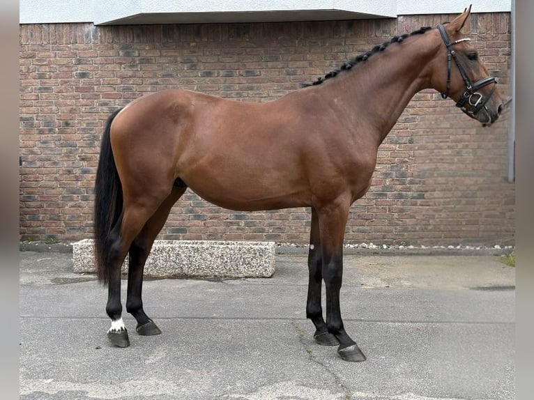 Zangersheider Stallion 2 years 16 hh Brown in Niederkassel