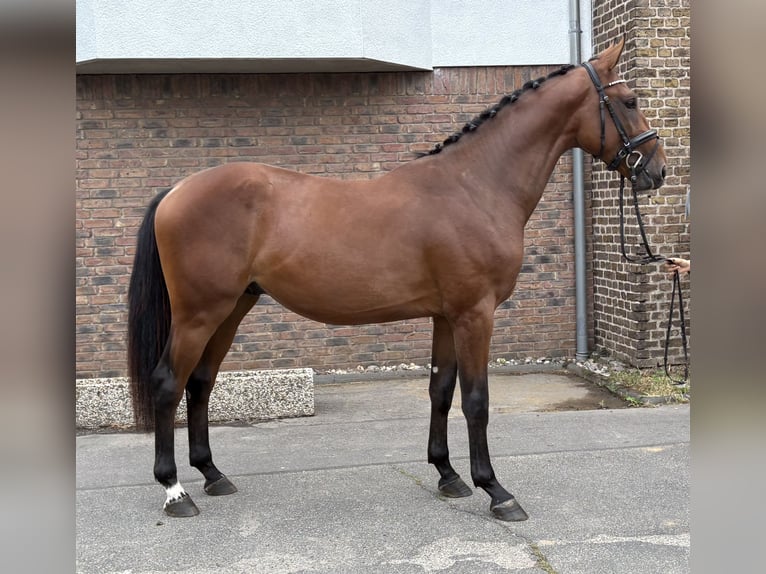 Zangersheider Stallion 2 years 16 hh Brown in Niederkassel