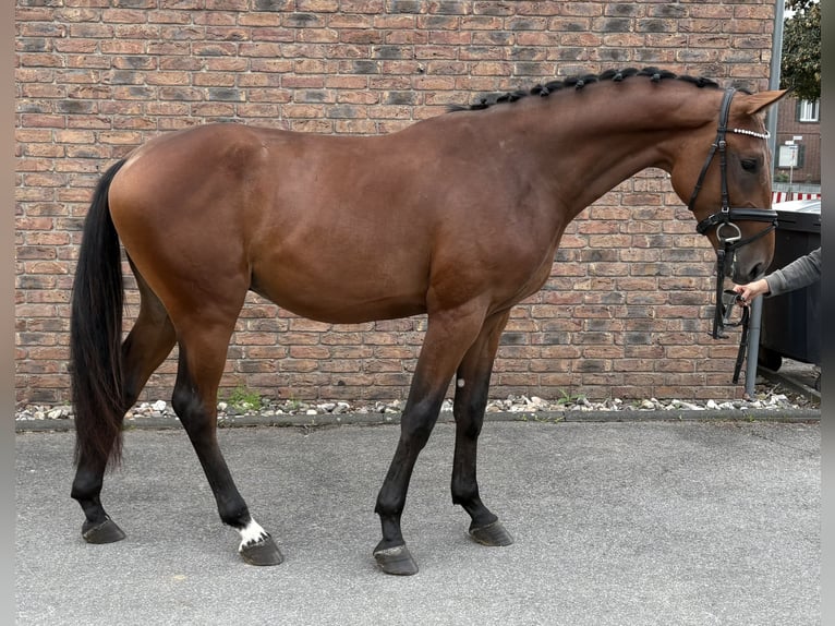 Zangersheider Stallion 2 years 16 hh Brown in Niederkassel
