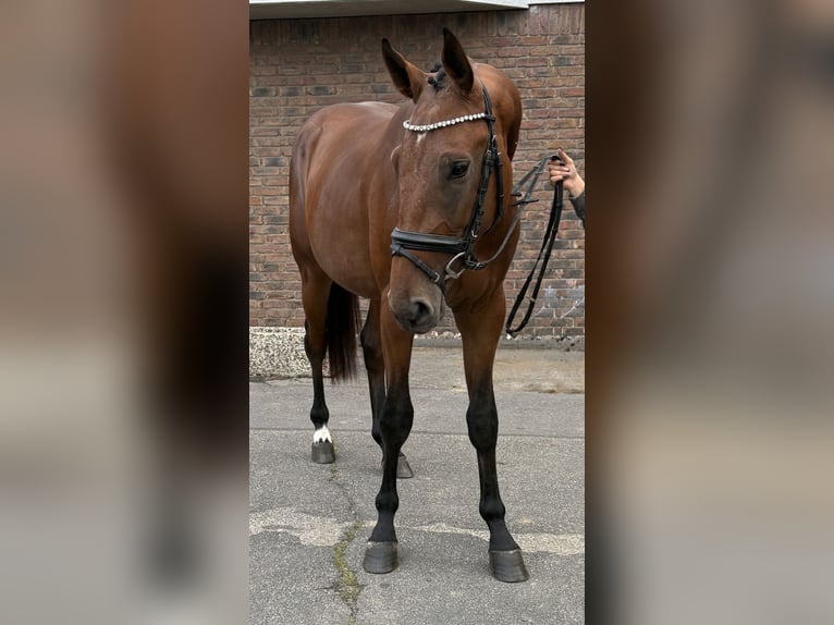 Zangersheider Stallion 2 years 16 hh Brown in Niederkassel