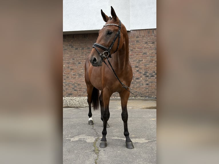 Zangersheider Stallion 2 years 16 hh Brown in Niederkassel