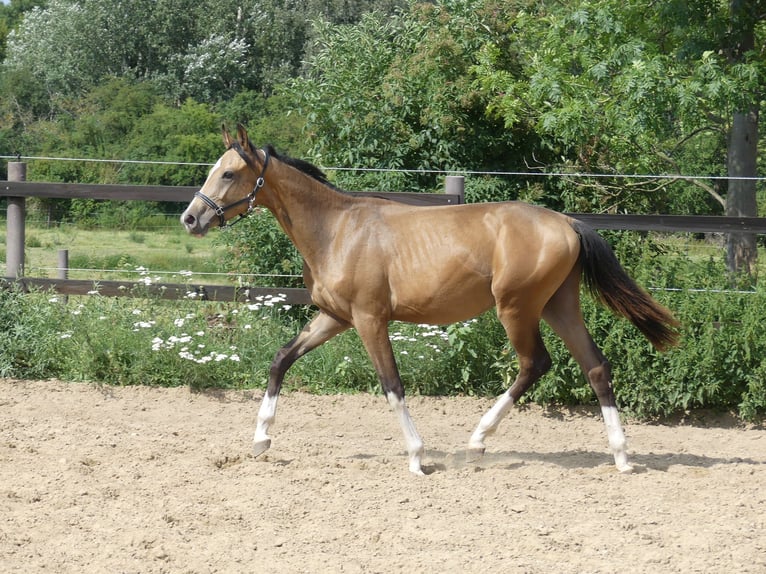 Zangersheider Stallion 2 years 16 hh Buckskin in Mücheln (Geiseltal)Mücheln