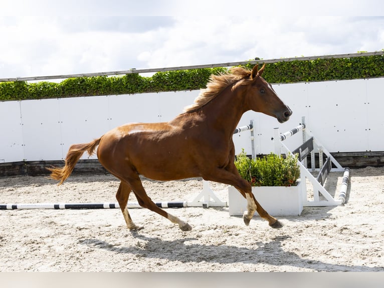 Zangersheider Stallion 2 years 16 hh Chestnut-Red in Waddinxveen