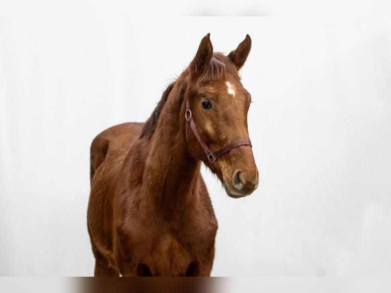 Zangersheider Stallion 2 years 16 hh Chestnut-Red in Waddinxveen