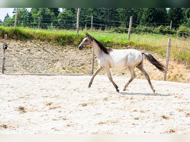 Zangersheider Stallion 2 years 16 hh Roan-Bay in Altmelon