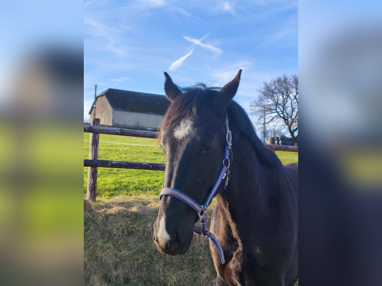 Zangersheider Mix Stallion 2 years 16,1 hh Bay-Dark in Hepscheid