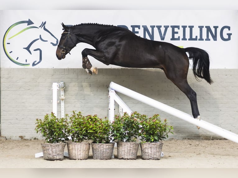 Zangersheider Stallion 2 years 16,1 hh Bay-Dark in Heerde