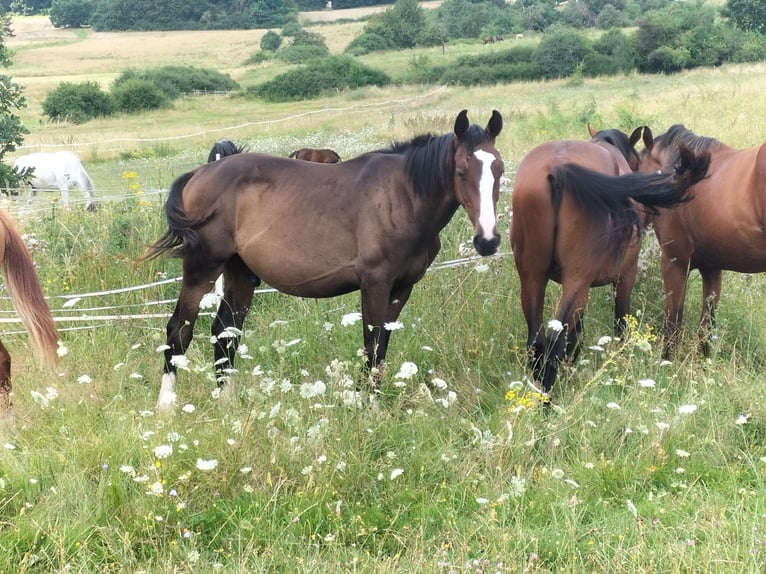Zangersheider Stallion 2 years 16,1 hh Brown in Reiskirchen