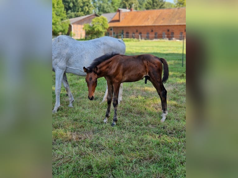 Zangersheider Stallion 2 years 16,1 hh Brown in Schnega Schnega