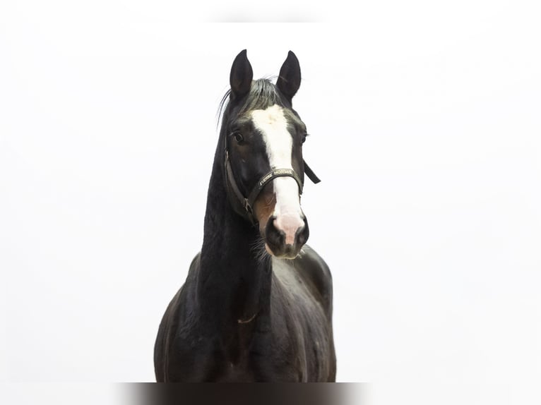 Zangersheider Stallion 2 years 16,1 hh Brown in Waddinxveen