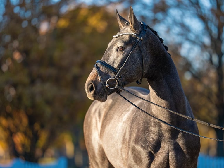 Zangersheider Stallion 2 years 16,1 hh Grey in Redefin