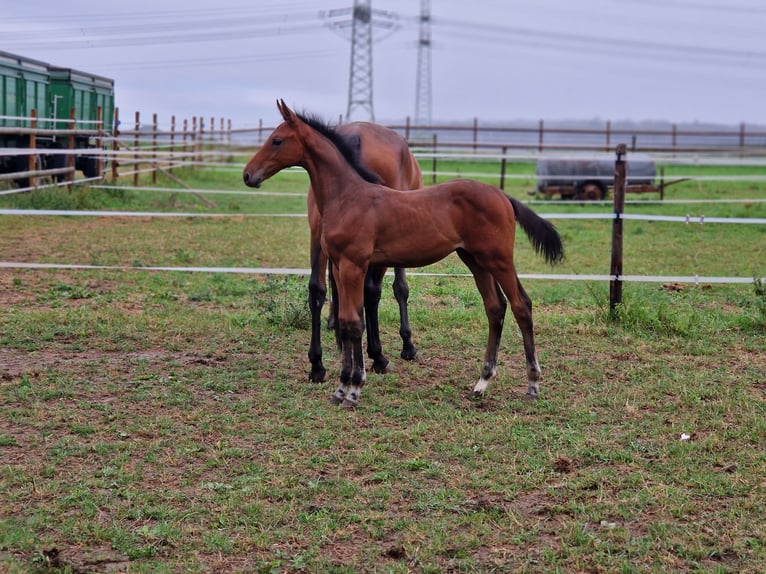Zangersheider Stallion 2 years 16,1 hh in Wachtberg