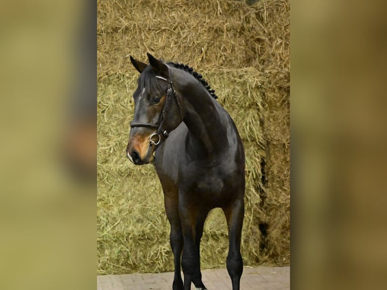 Zangersheider Stallion 2 years 16,2 hh Bay-Dark in Bladel